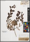 Foto von Salix starkeana Willd.